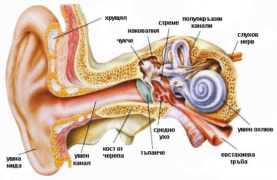 Логопед в Русе; логопедична помощ в Русе; логопеди в Русе; добър логопед в Русе; добри логопеди в Русе; как да се справя с говорния си дефект - проблем; коригиране на говорен дефект в Русе; говорен терапевт в Русе; как да намеря логопед в Русе; детски логопед; добър детски логопед; логопед за възрастни в Русе; логопедични центрове в Русе; логопедичен център в Русе, логопедичен кабинет в Русе; логопедични кабинети в Русе; Логопедична помощ при деца с аутизъм; Афазия; мозъчен инсулт Русе; късно проговаряне логопедична помощ; Блокиране на говора; възстановяване след прекаран инсулт в Русе, Генерализирани разстройства на развитието помощ в Русе; Дислексия; Заекване; Затруднения за смятане и сметни операции; Затруднения при писане; Затруднения при четене;Помощ при аутизъм в Русе; Късно начало на речта; Липса на реч; Нарушение на звукопроизношението; Общо недоразвитие на речта; Поражения на ЦНС (централната нервна система); Разпад на речта в резултат на инсулт и възстановяване в Русе; Разстройства от аутистичния спектър в Русе, помощ на деца от аутистичен спектър в Русе; Специфични обучителни трудности; Хиперактивност с или без дефицит на вниманието; Церебрална парализа; аутизъм Русе; внимание и памет Русе; Замяна или неправилно произнасяне на един звук или групи звукове; деца езикови говорни нарушения консултация и корекция логопедичен кабинет Русе; логопедични занимания логопед Русе; логопед Русе; менингит-енцефалит; слуховото и тактилно възприятие; черепно-мозъчна травма засягане на говора и речта помощ в Русе; логопедична помощ при деца с увреждания; деца аутисти в Русе; нарушения на общуването при деца с увреждания Русе; детето ми заеква помощ; добър логопед в Русе; заекване Логопед в Русе; Логопеди в Русе; добри логопеди в Русе; добър логопед в Русе; заекване при възрастни; заекване лечение; заекване при деца лечение Русе; заекване от уплаха Русе; корекция на заекване при деца Русе; заекване при малки деца; заекване хомеопатия; заекване лекуване.